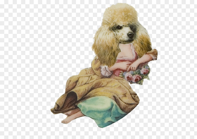 Puppy Poodle Dog Breed Companion Non-sporting Group PNG