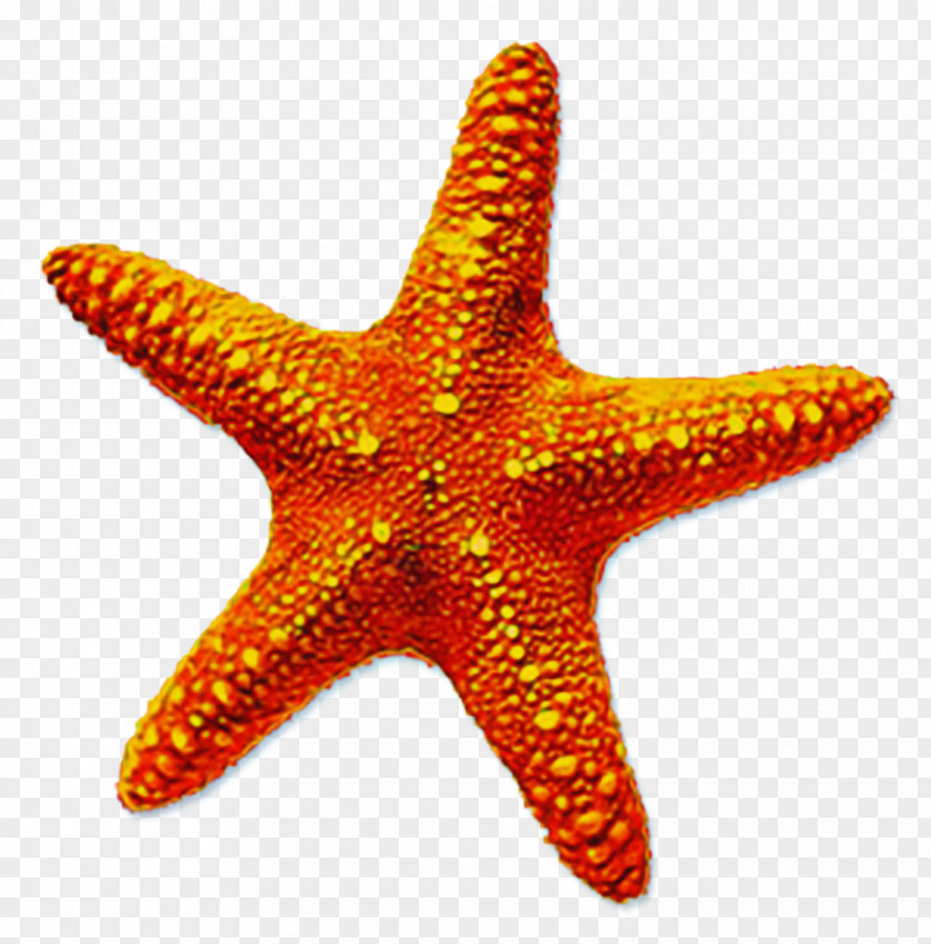 Star Orange Drawing PNG