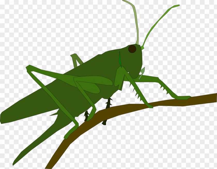 Grasshopper Insect Caelifera PNG