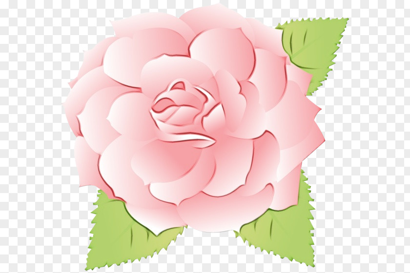Camellia Rose Order Watercolor Pink Flowers PNG