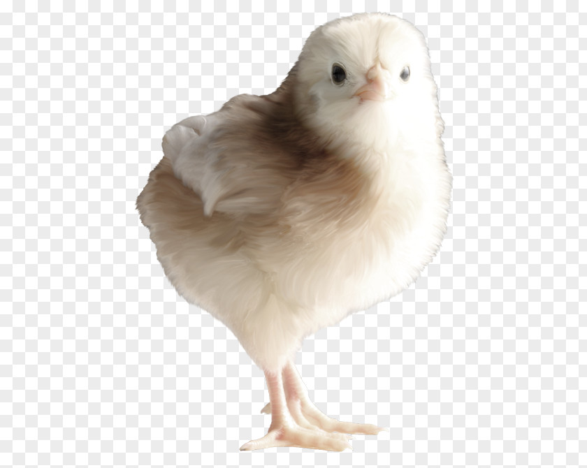 Chicken Photography Copyright Clip Art PNG