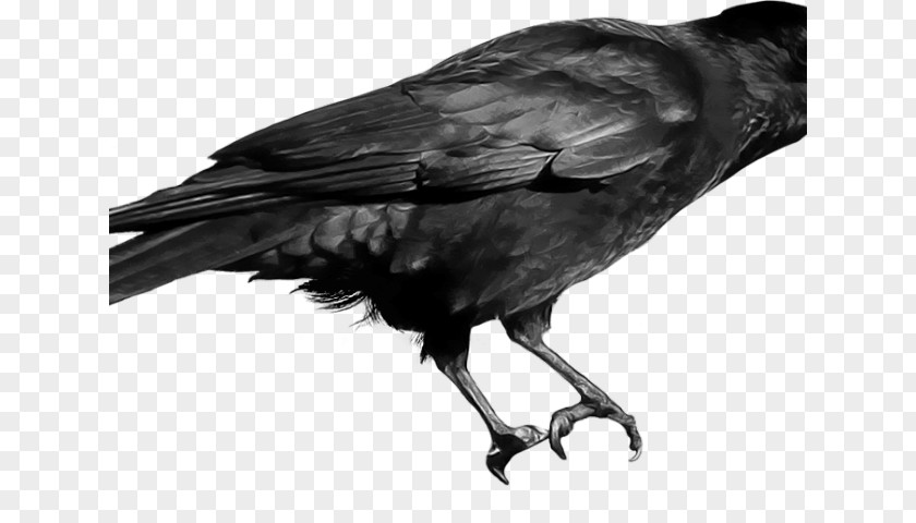 Crow Clip Art Transparency Image PNG