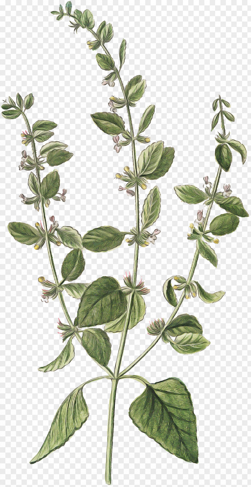 Flower Plant Leaf Tree Herb PNG