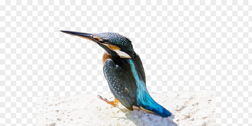 Kingfisher Beak Bird Fauna Common PNG