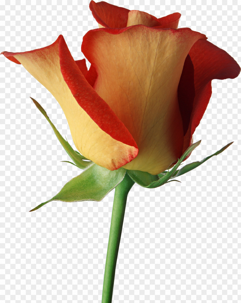 Red Flower Black Rose Desktop Wallpaper Clip Art PNG