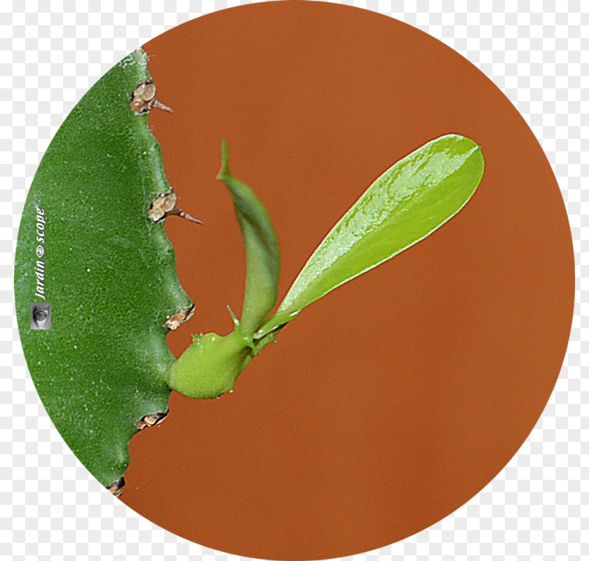 Suculent Euphorbia Ingens Candelabrum Succulent Plant Cactaceae Dendroides PNG