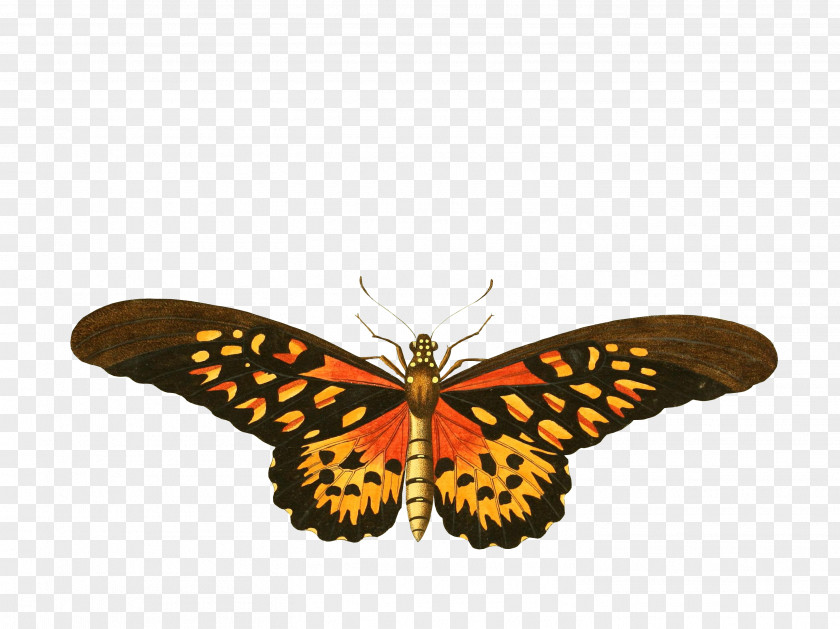 Butterfly Insect Birdwing Ornithoptera Euphorion Papilio Antimachus PNG