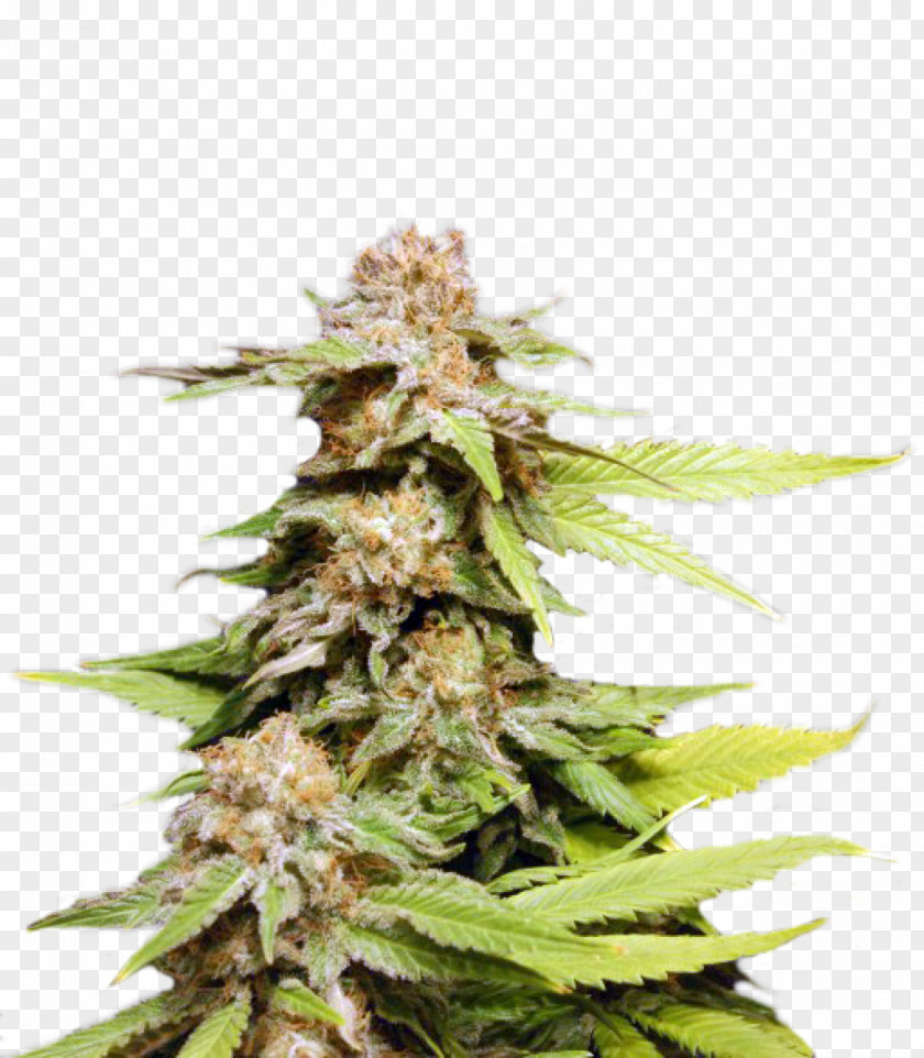 Cannabis Kush Autoflowering Seed Bank PNG