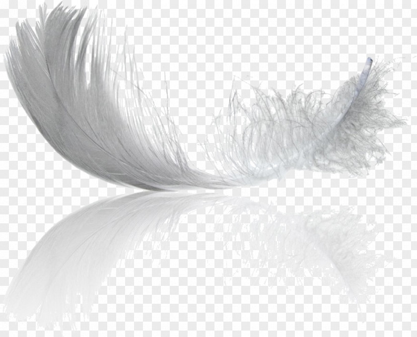 Feather PNG