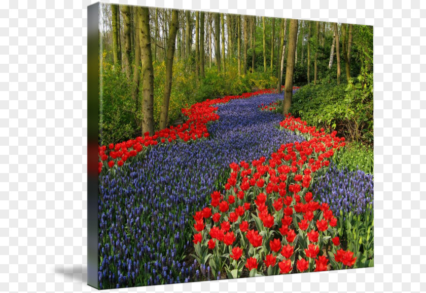 Footpath Among Flowers Tulip Flower Garden Blue Wildflower PNG