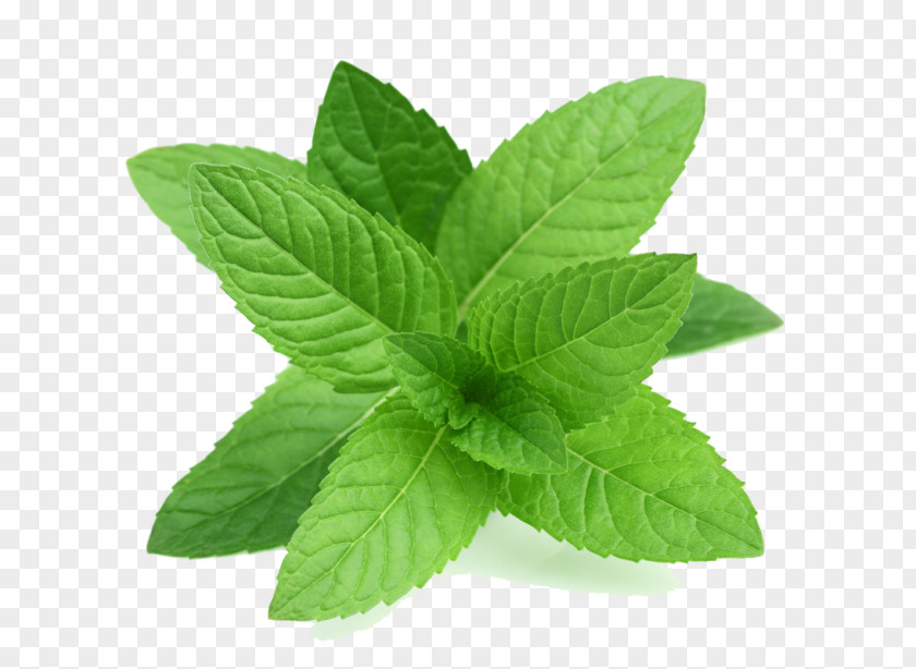 Oil Peppermint Mentha Spicata Herb Pennyroyal PNG