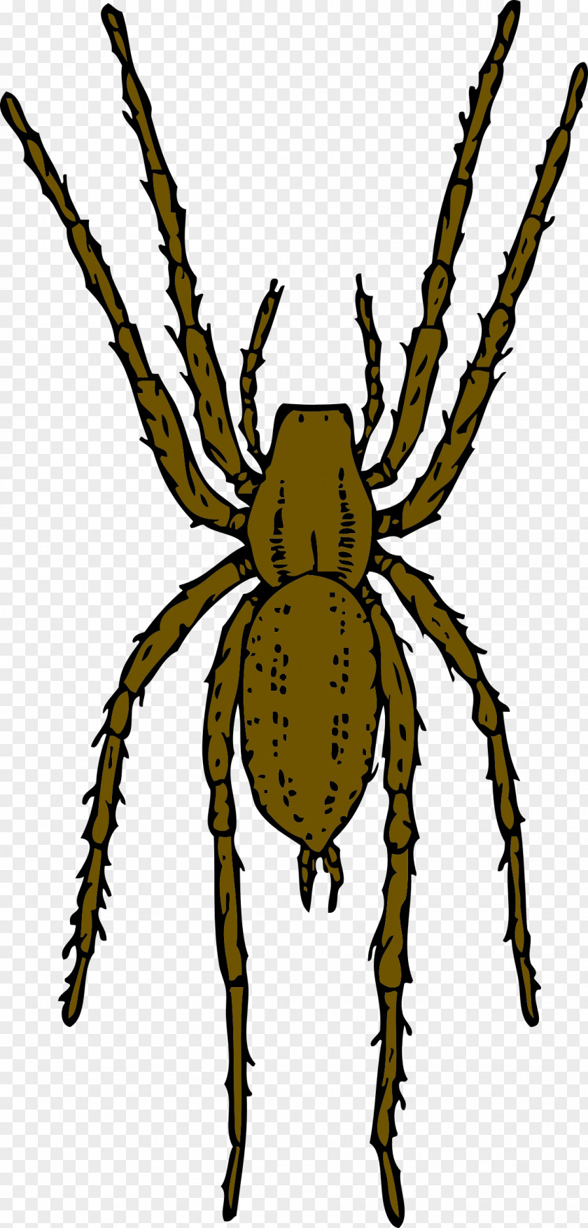 Bug Brown Recluse Spider Animation Clip Art PNG