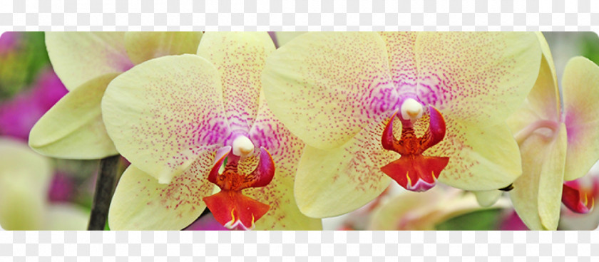 Design Moth Orchids Floral Cattleya Cut Flowers Pink M PNG