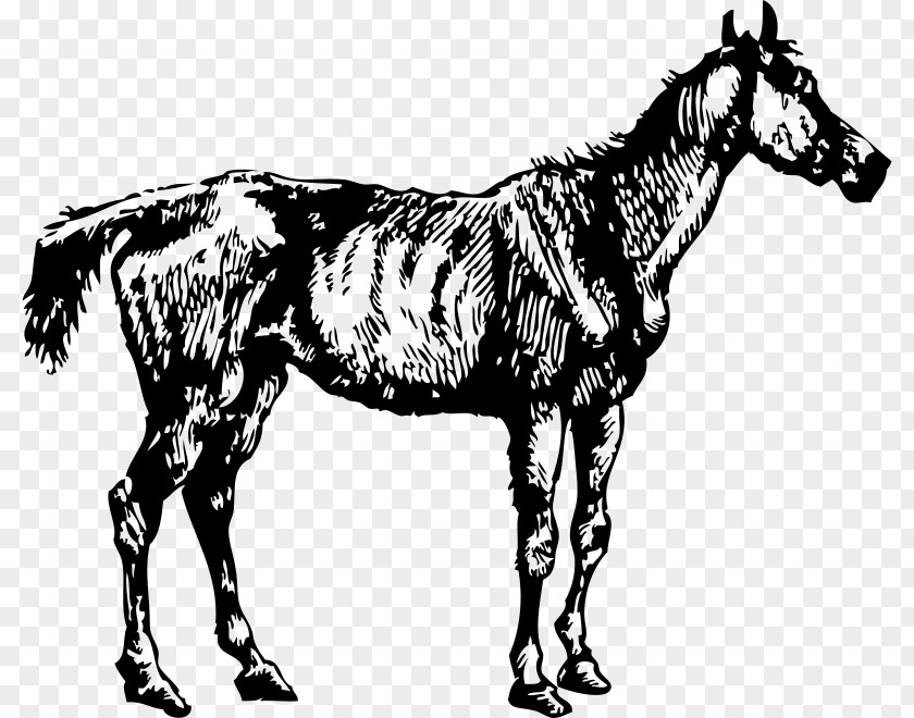 Horse Mare Clip Art PNG