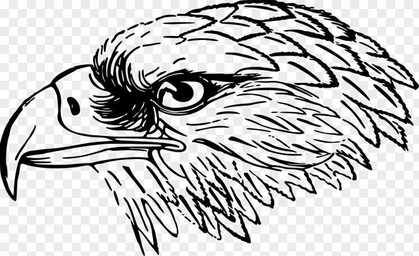 Bird Bald Eagle White-tailed Clip Art PNG