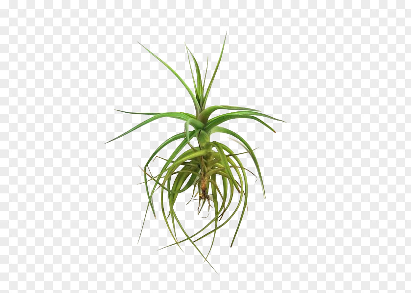 Fritillaria Sedge Family Rose Leaf PNG