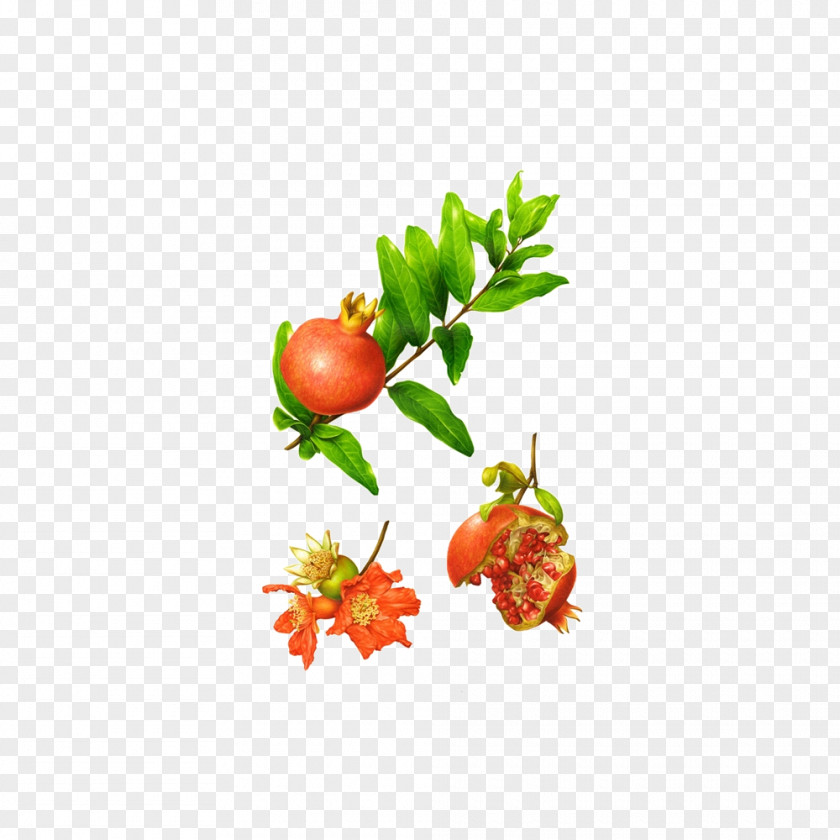 Pomegranate Botanical Illustration Behance Illustrator Botany PNG