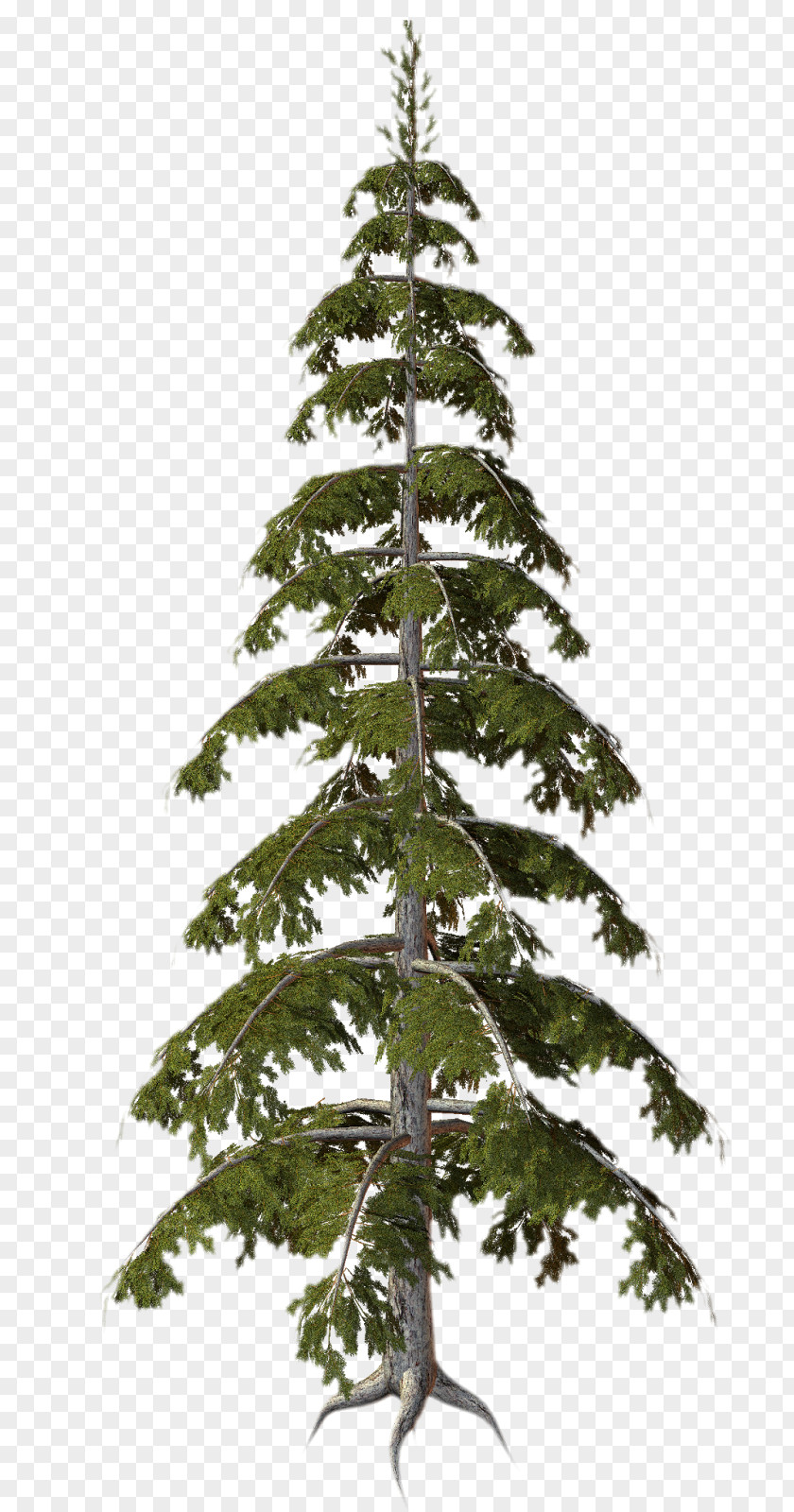 Root Tree Plant Conifers PNG