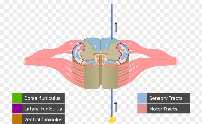 Spinal Cord White Matter Anatomy Nerve Tract Medulla Oblongata PNG