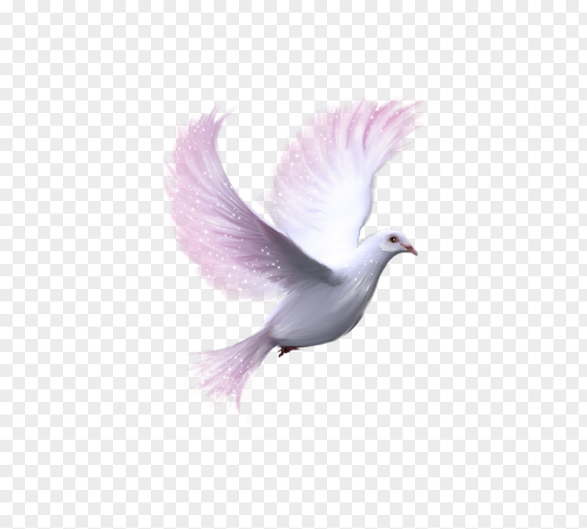 Symbol Of Peace Columbidae Download Clip Art PNG