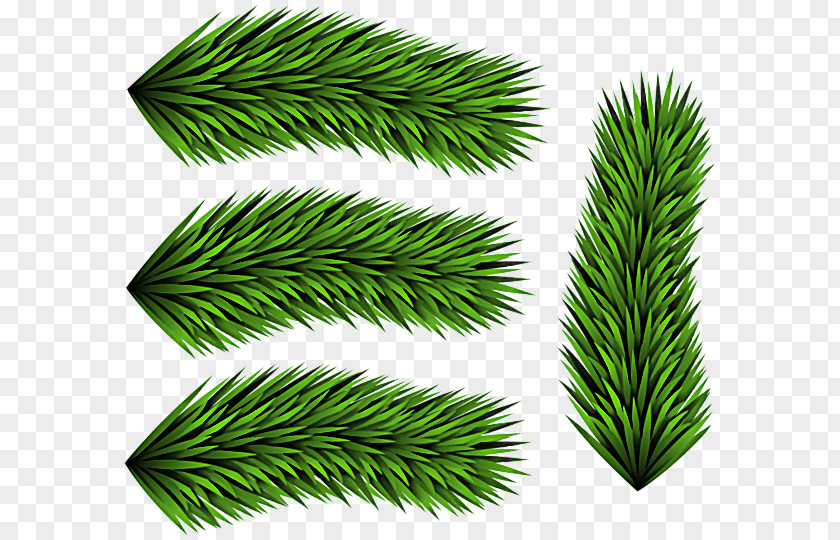 White Pine Green Leaf Tree Oregon PNG