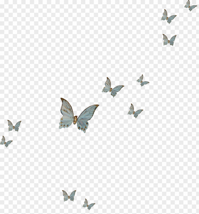 Butterfly Fly Insect PNG