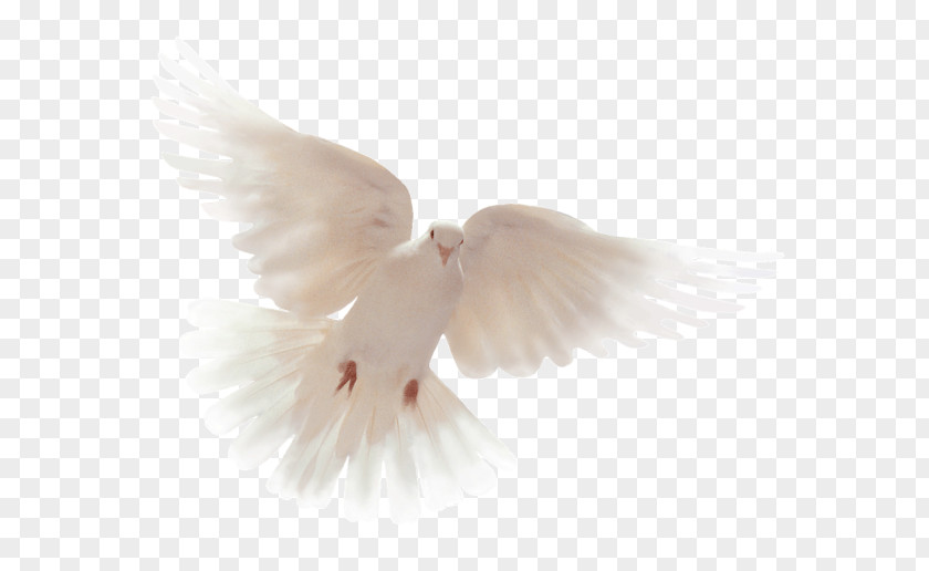 Doves Flying Holy Spirit Pigeons And Desktop Wallpaper Clip Art Bible PNG