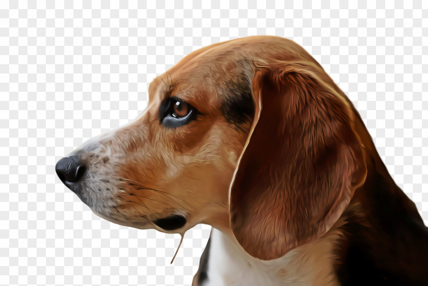 Ear Finnish Hound Dog And Cat PNG