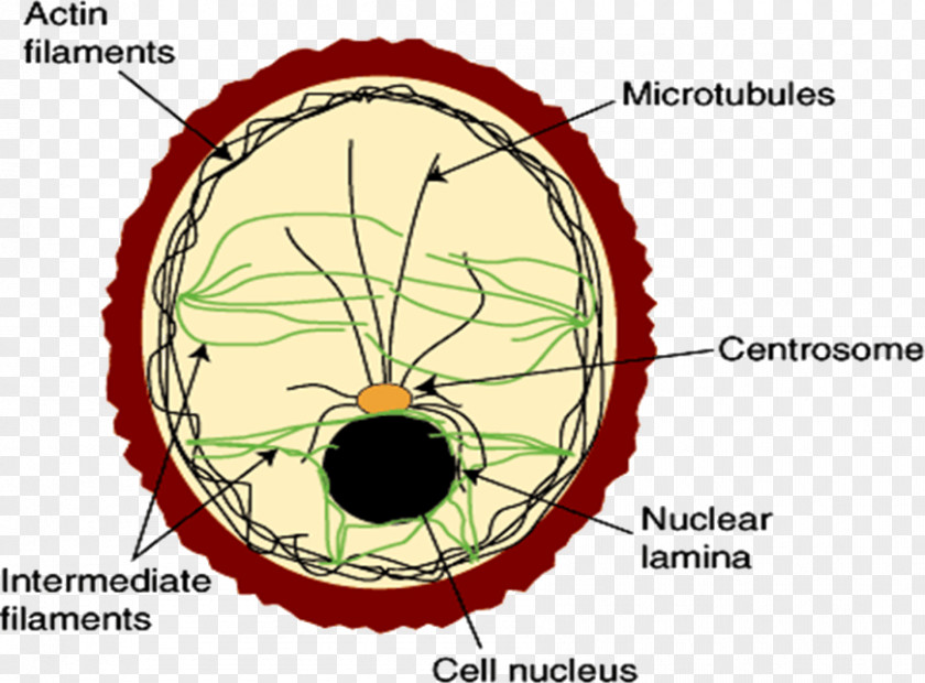 Intermediate Filament Cell Membrane Cytoskeleton Protein PNG