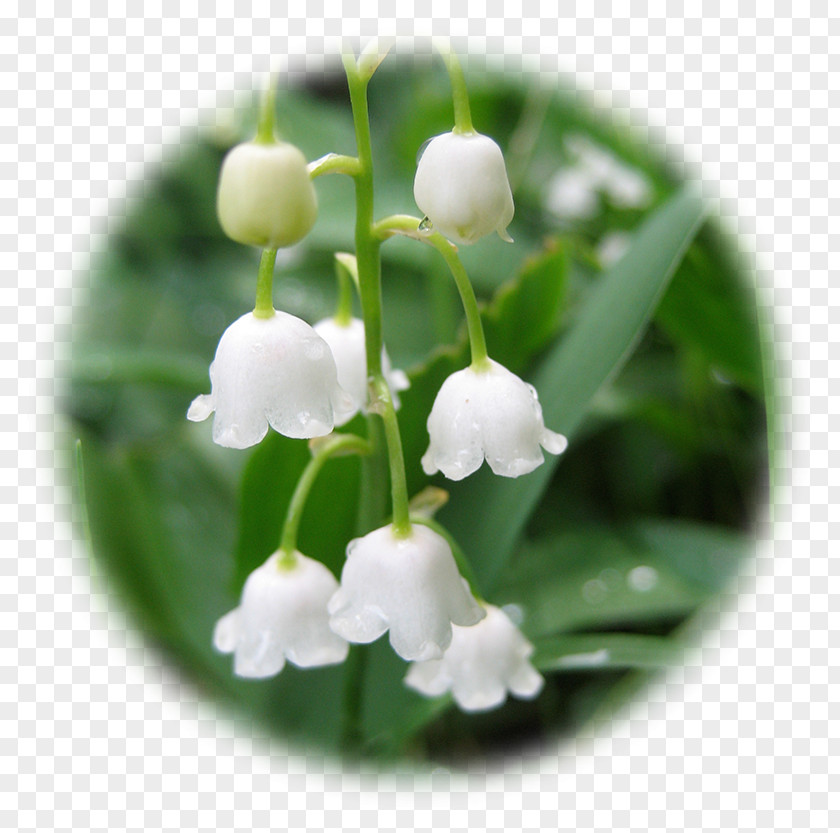 Lily Of The Valley Transparent Background Flower Lilium PNG
