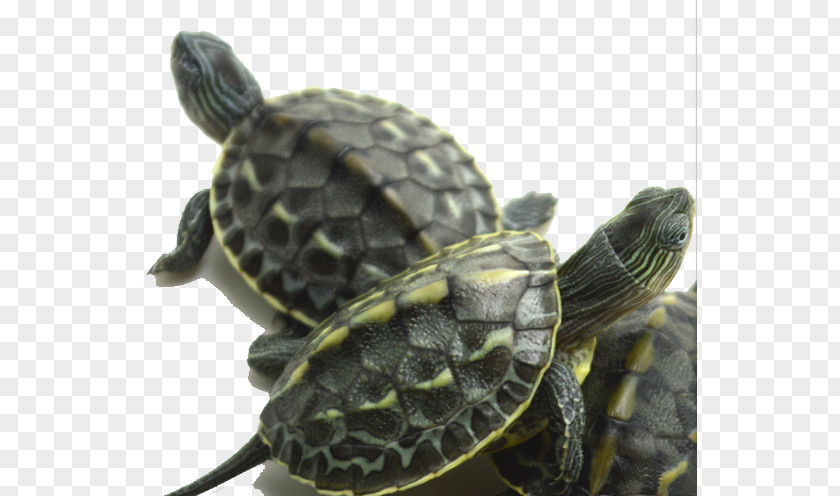 · Live Turtle Grass Chinese Pond Jellyfish Tortoise PNG