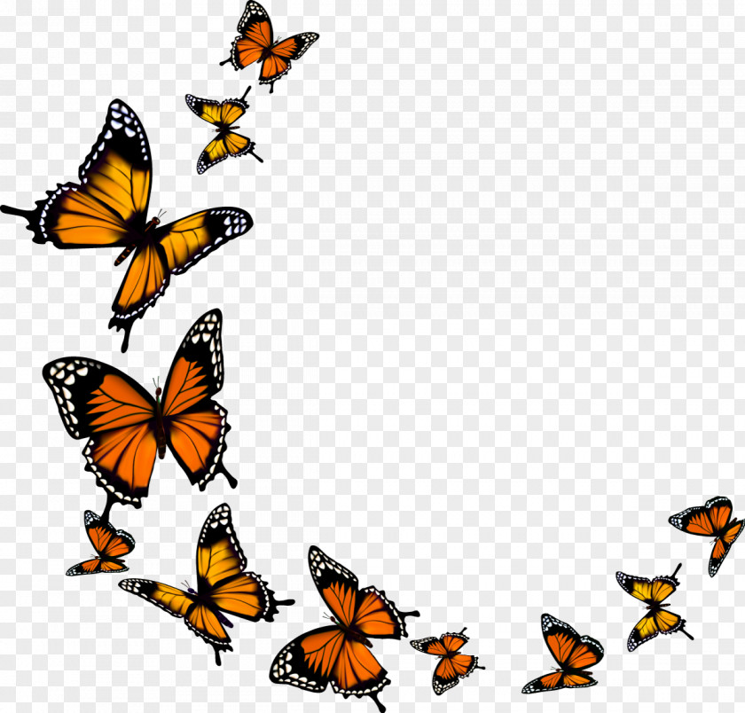 Butterfly Monarch PNG