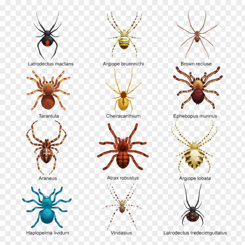 Different Forms Of Creative Spider Buckle Free HD Insect Drawing Royalty-free PNG