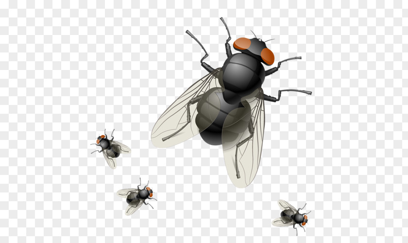 Insect Royalty-free Housefly PNG