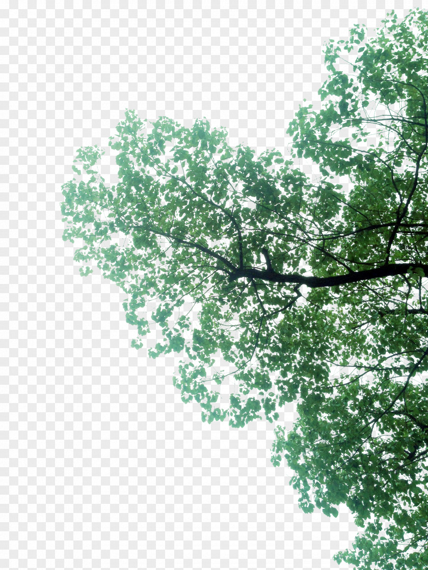 Tree,Green Branch Green PNG