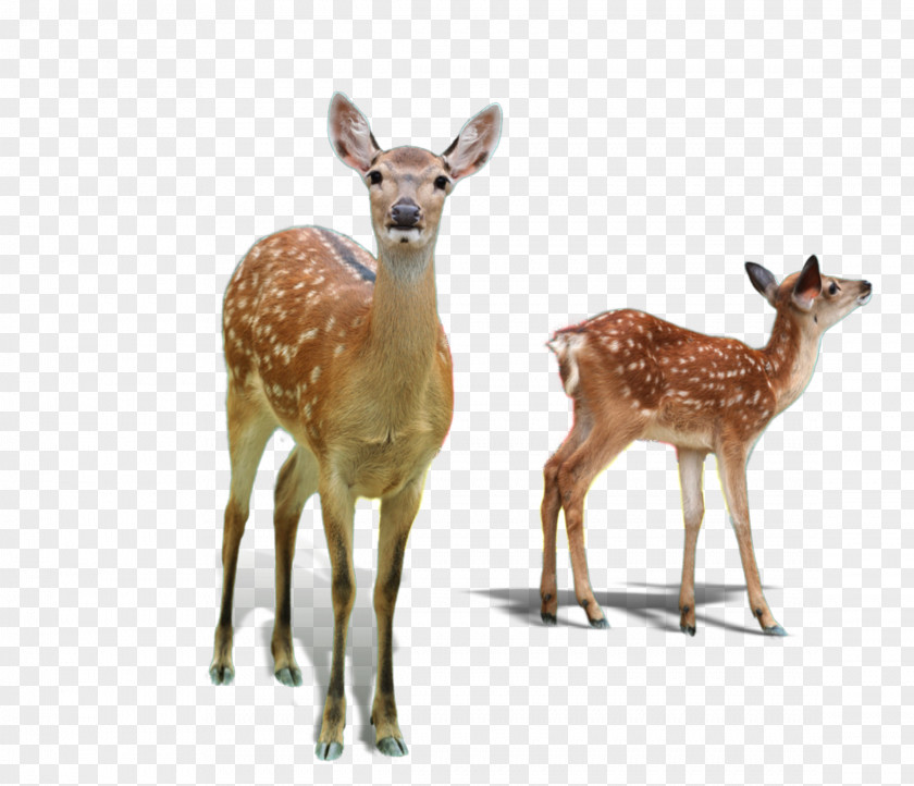 Whitetailed Deer Animal Figure Wildlife Fawn Roe Adaptation PNG