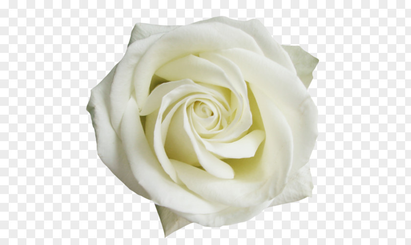 Flower Beach Rose Cut Flowers Cabbage Floribunda PNG