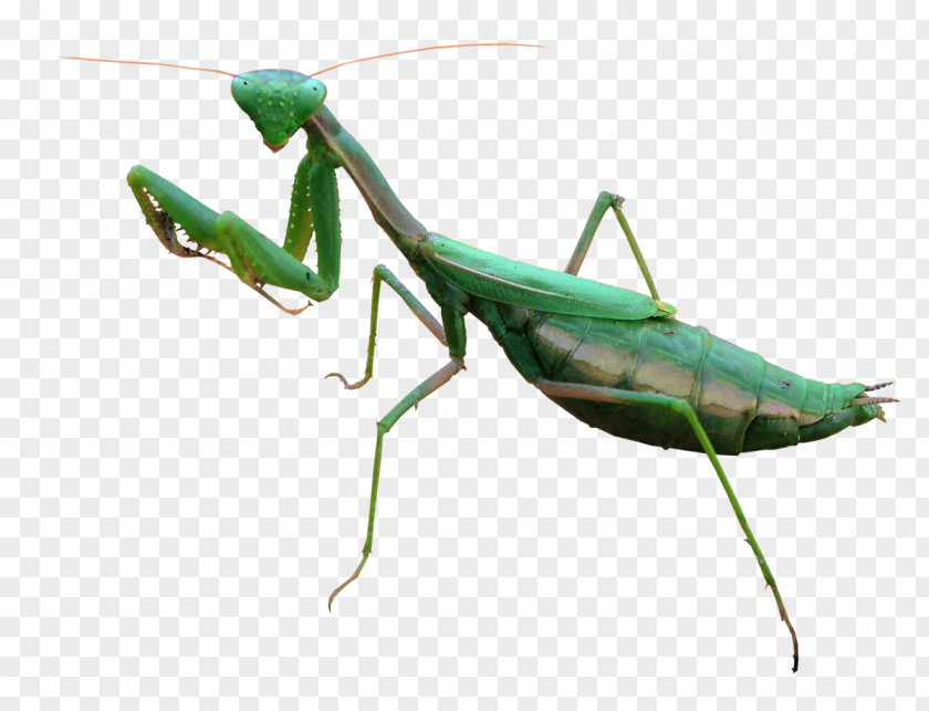 Insect European Mantis Flashcards Insects Карточки Насекомые PNG