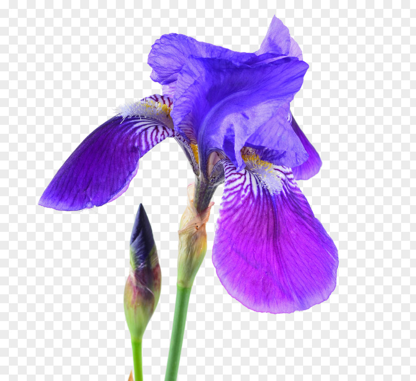 Northern Blue Flag Orris Root Iris Croatica Stock Photography PNG