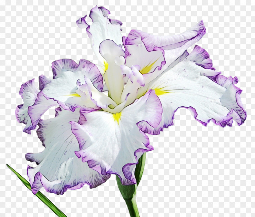 Cut Flowers Iris Lavender PNG
