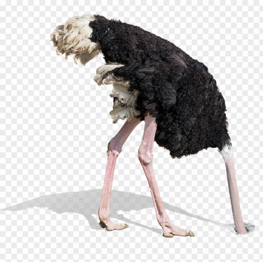 Digging Common Ostrich Stock Photography Royalty-free Bird PNG