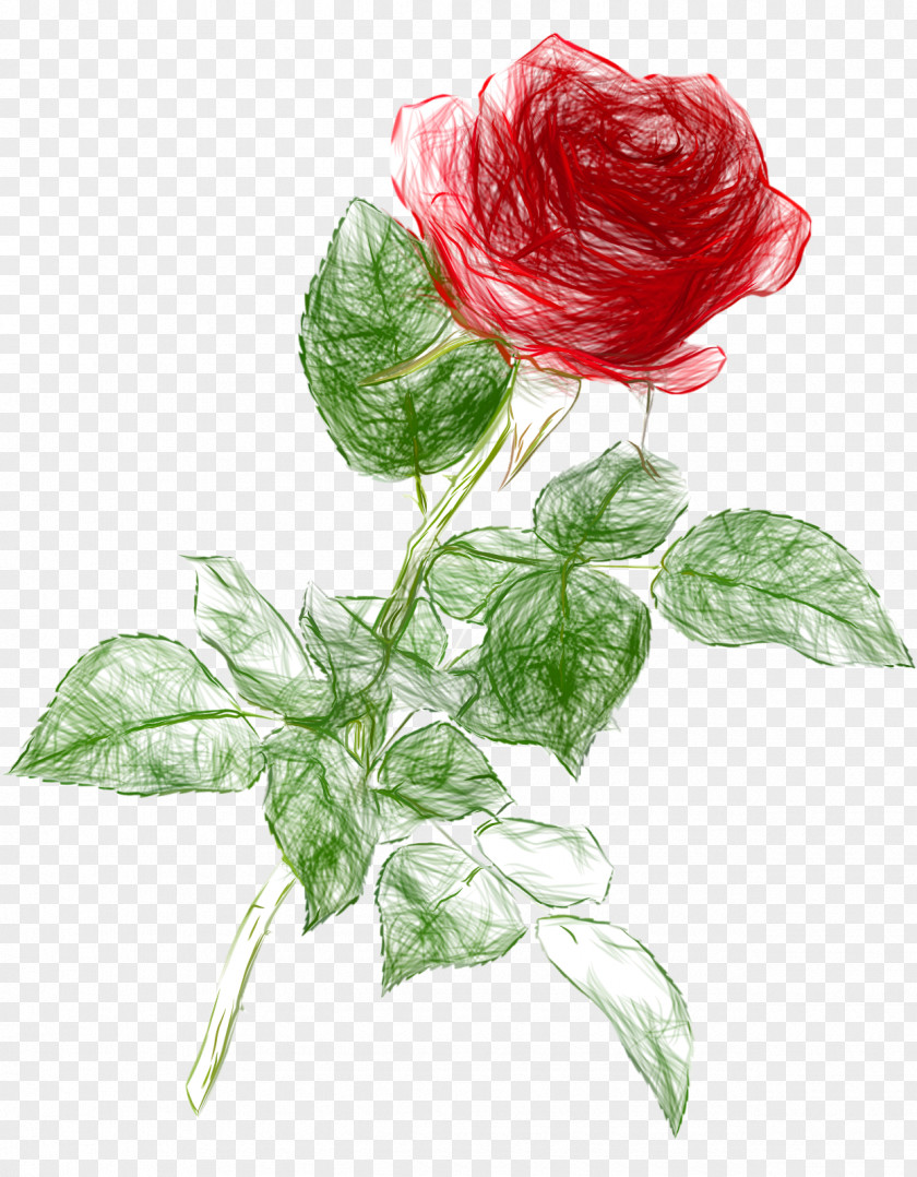 Doodle Rose Drawing Clip Art PNG