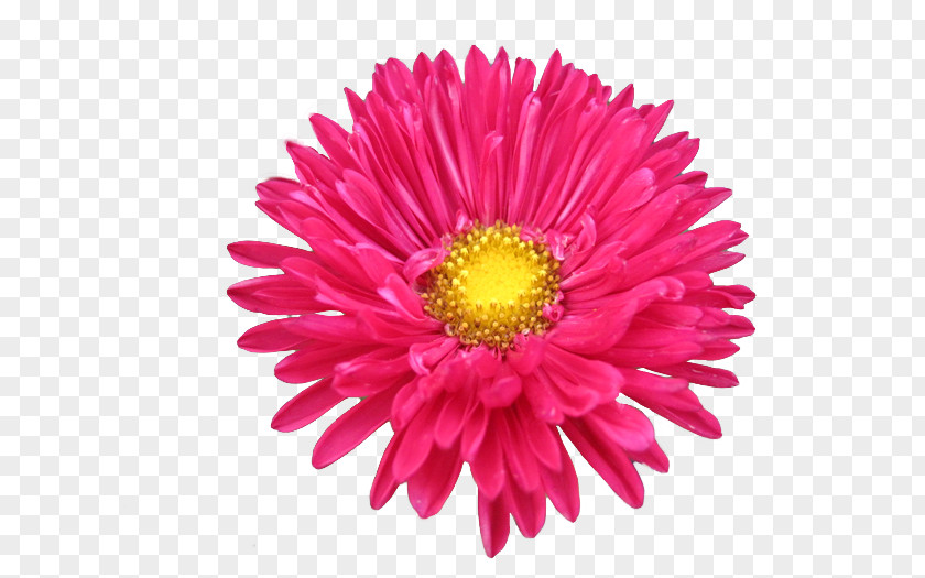 Lofty Clip Art Chrysanthemum Illustration Naver Blog PNG