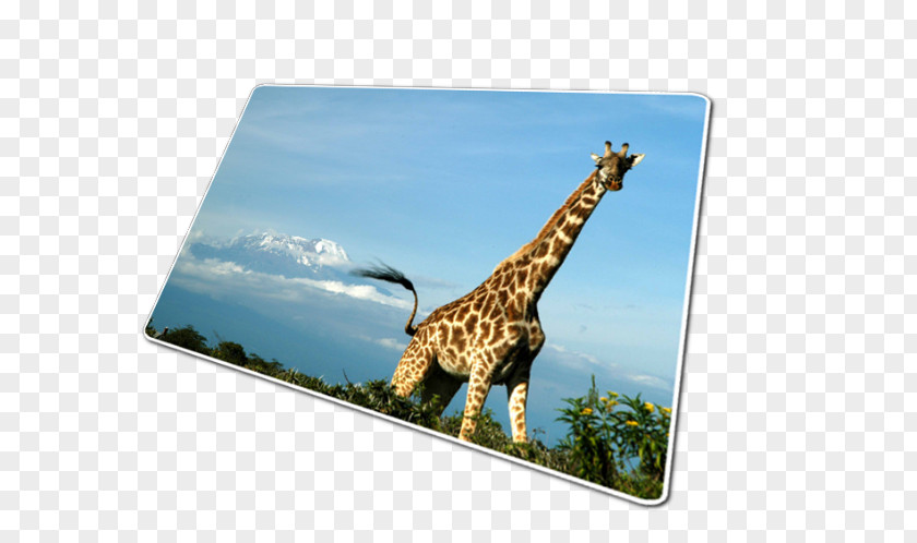 West African Giraffe Kilimanjaro Safaris Mount EXTREK-africa PNG