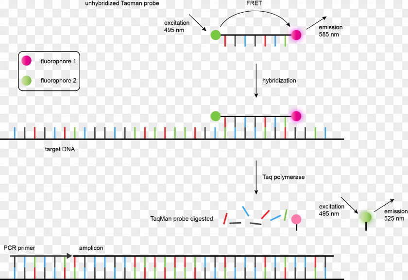 Dna Genetic TaqMan Real-time Polymerase Chain Reaction Microsatellite Single-nucleotide Polymorphism PNG
