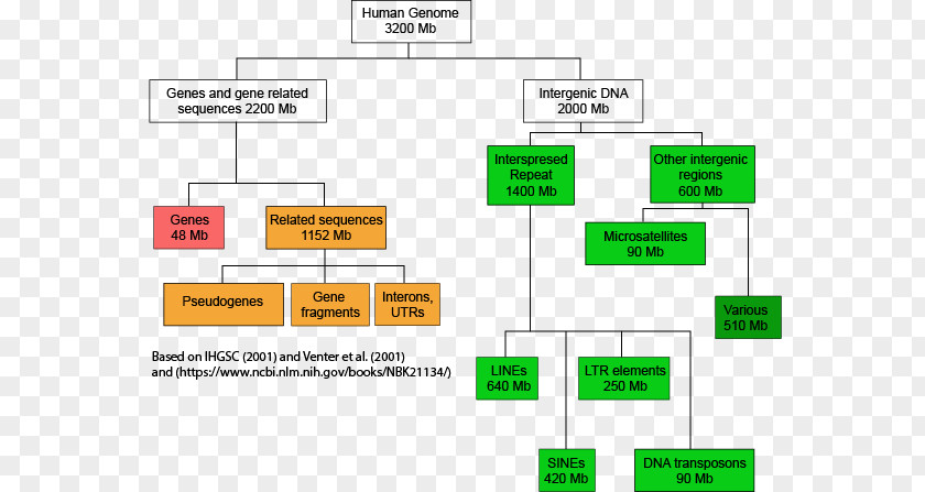 Dna Structure Human Genome Project DNA Genomics PNG