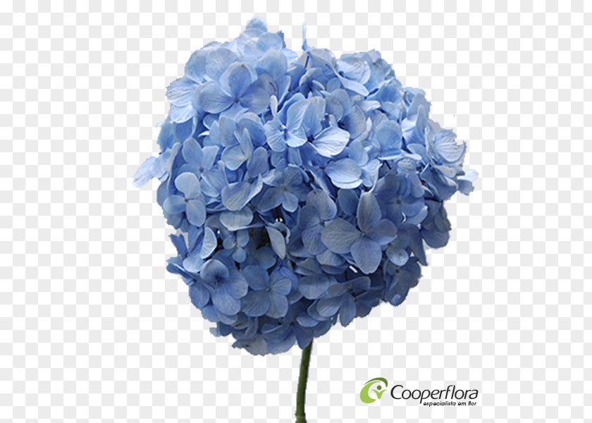 Flower Hydrangea Cut Flowers Artificial Petal PNG