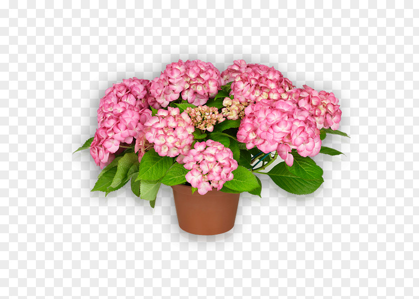 Flower Saxony French Hydrangea Pink PNG