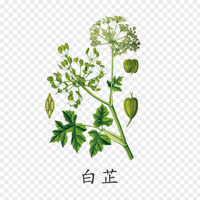 Green Angelica Heracleum Persicum Giant Hogweed Maximum Wild Celery PNG