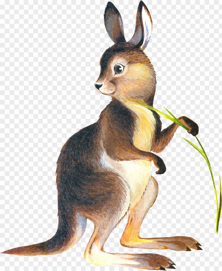 Kangaroo Domestic Rabbit Drawing Clip Art PNG